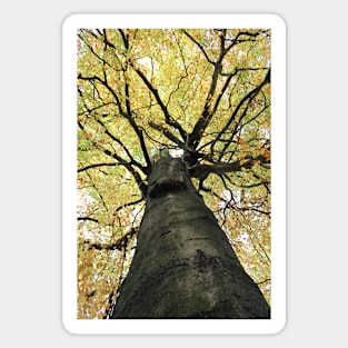 Treetop from Below Magnet